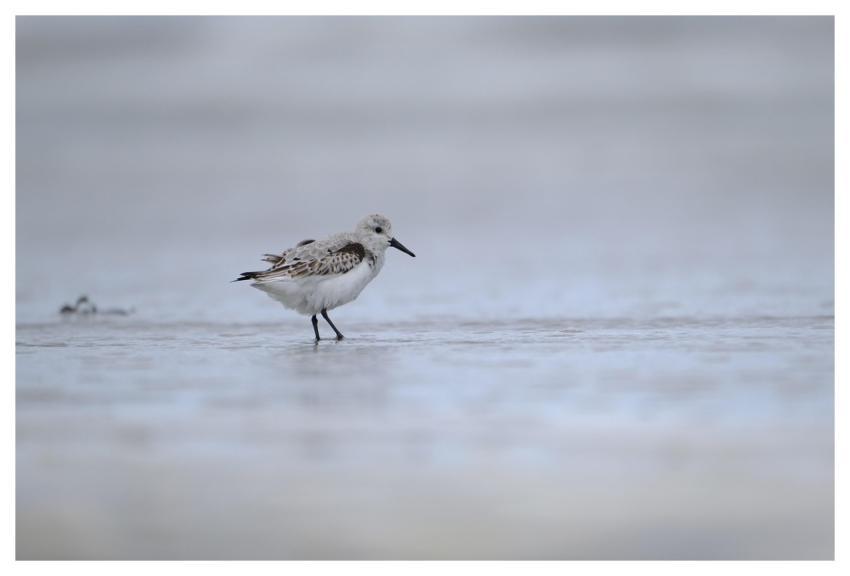 Bird White-Rumped Sandpiper Ornithology Species