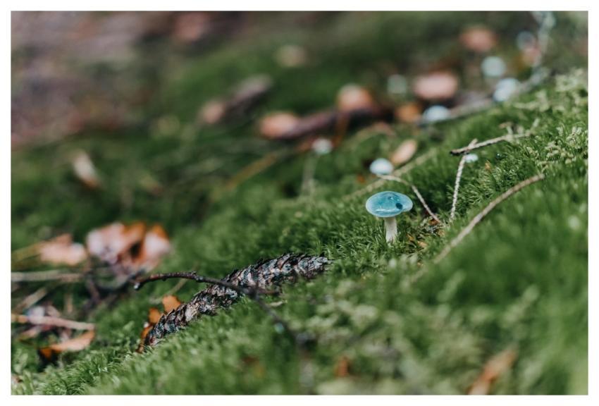 Nature Mushroom Meadow Forest Floor