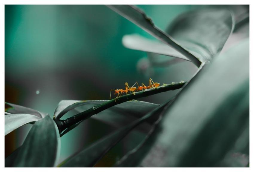 Ant Insect Leaves Green