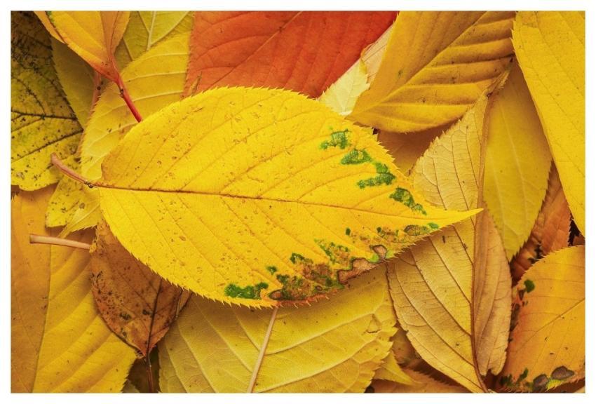 Autumn Leaf Autumn Leaves Fall Leaf