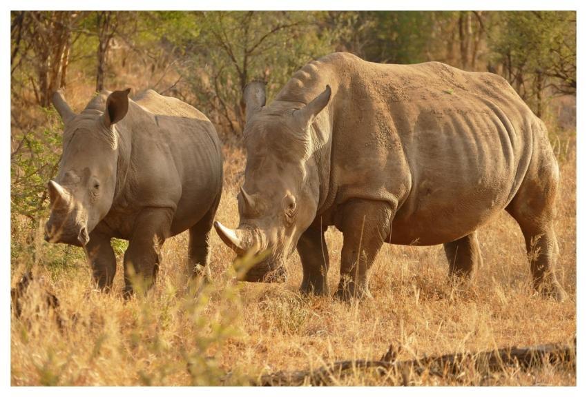 Africa Rhino Safari Animal
