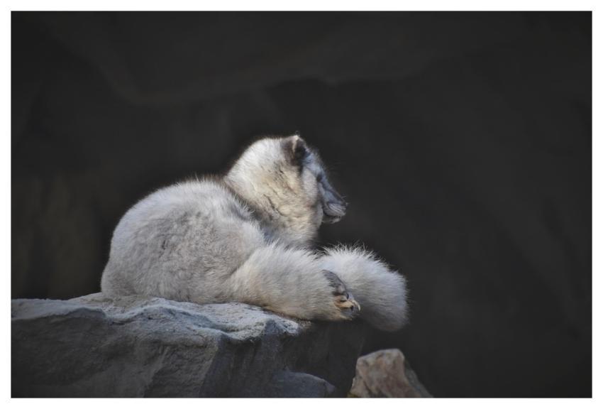 Polar Fox Fox Wild Animal Predator