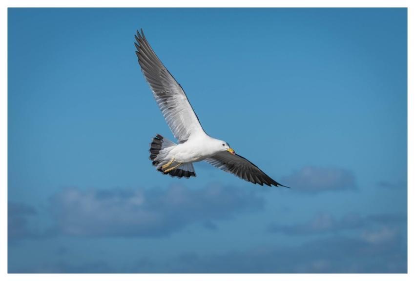 Bird Ornithology Seagull Plumage