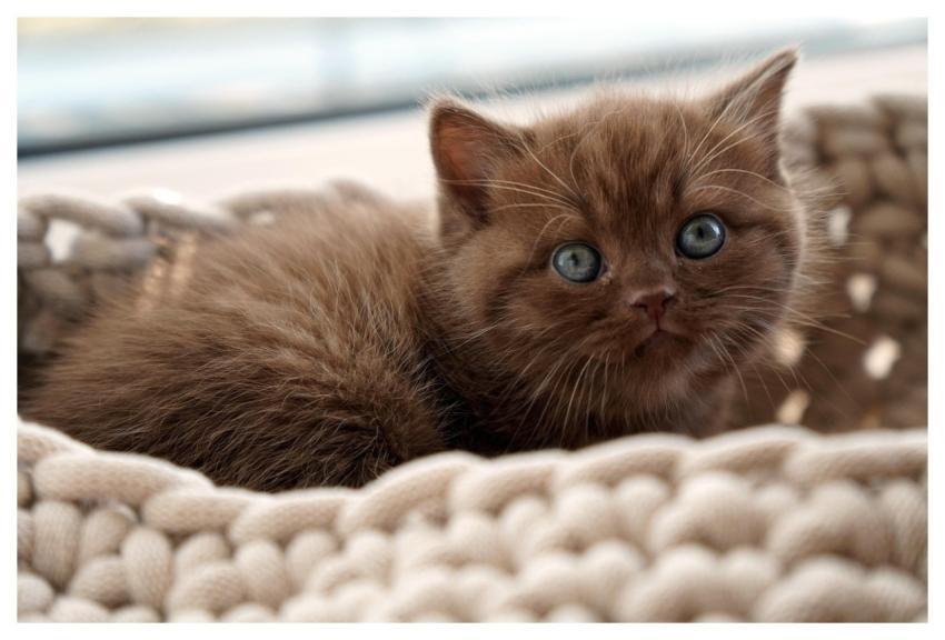 British Shorthair Kitten Cat Domestic Animal