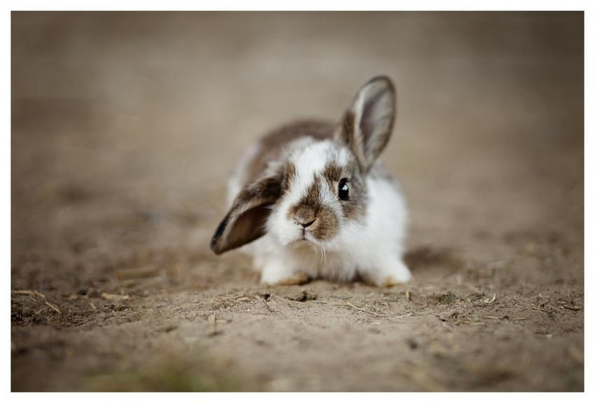 Rabbits Ear Rabbit Easter