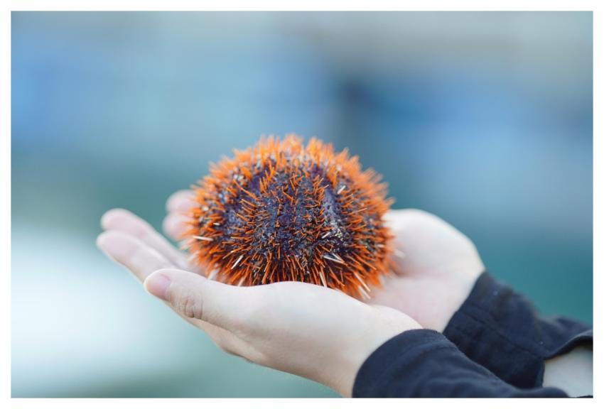 Sea Urchin Nature Sea Travel