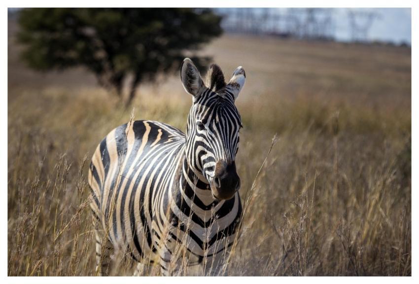 Zebra Nature Africa Wildlife