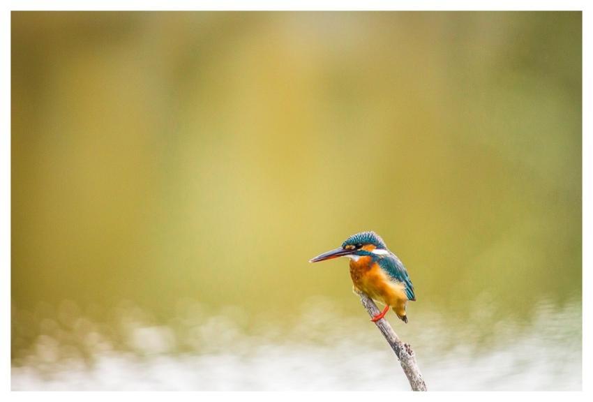 Kingfisher Bird Perched Animal