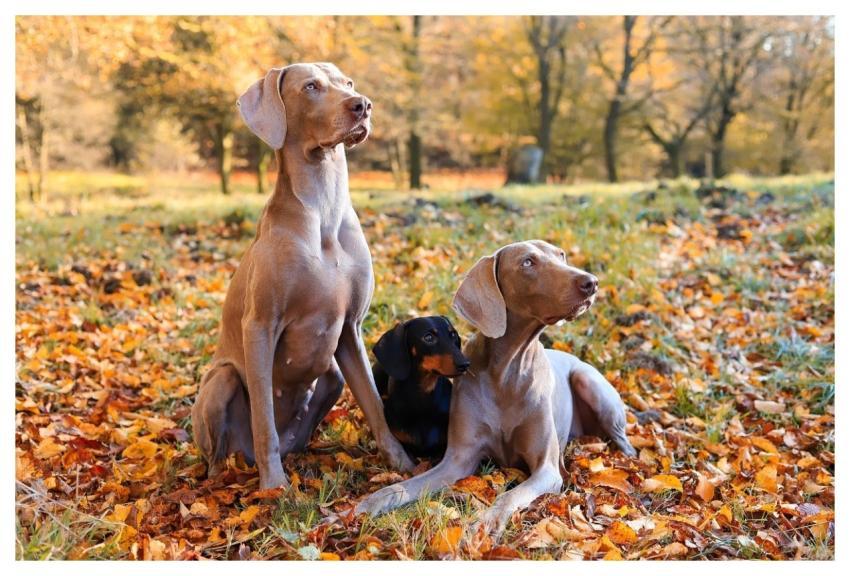 Dogs Canines Weimaraners Dachshund
