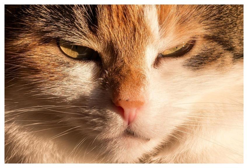 Cat Domestic Cat Pet Lucky Cat