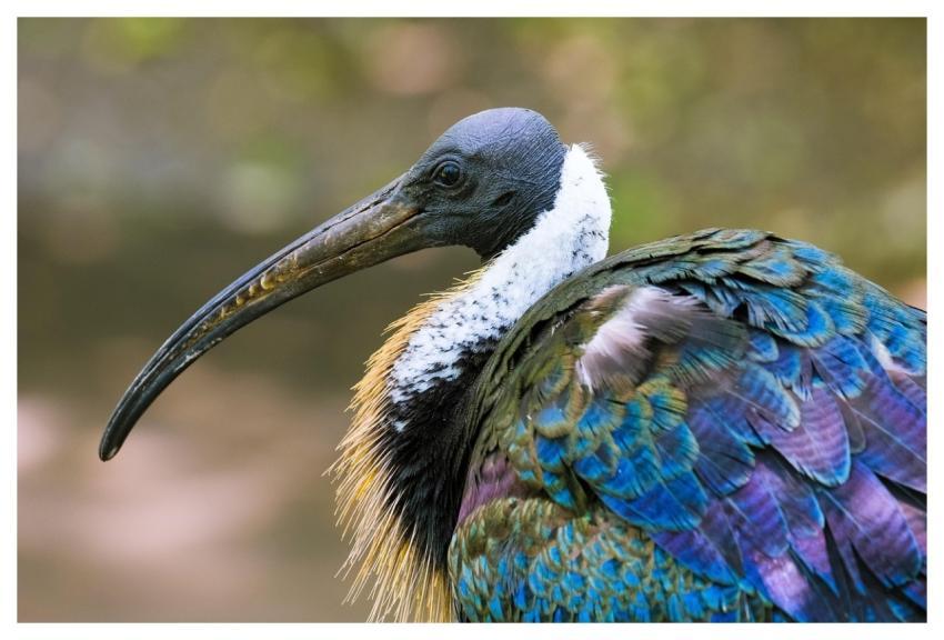 Bird Ibis Spiny Ibis Ornithology