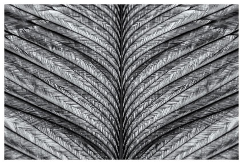 Feather Macro Bird Plumage