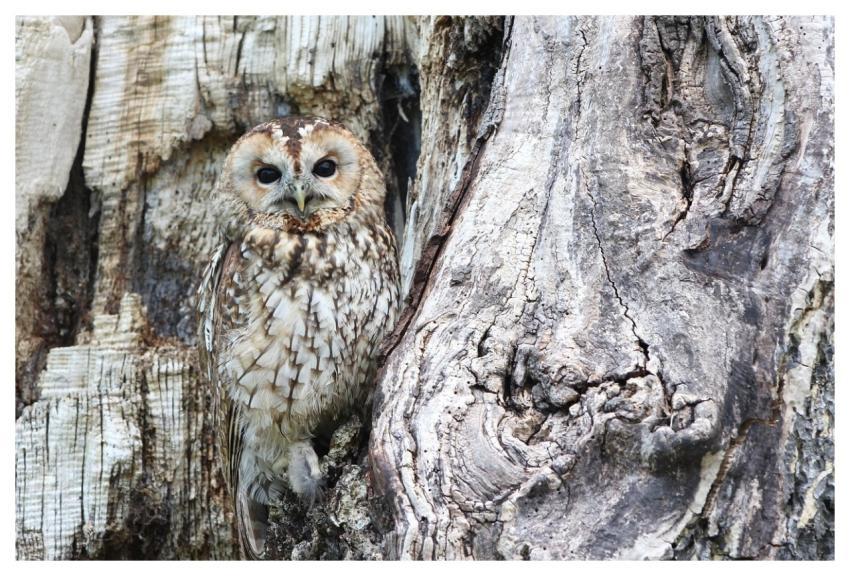 Owl Camouflage Wildlife Bird Of Prey