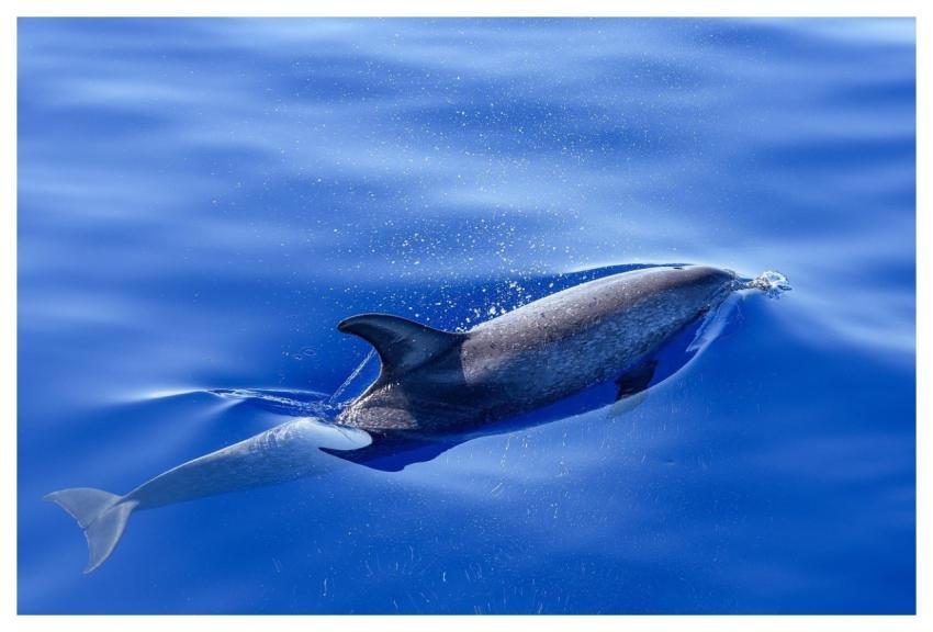 Dolphin Nature Ocean Atlantic