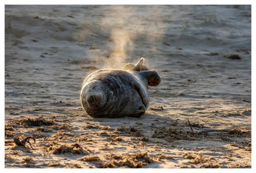 Grey Seal Seal Beach Sand