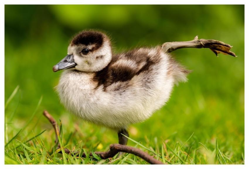 Goose Gosling Egyptian Goose Baby