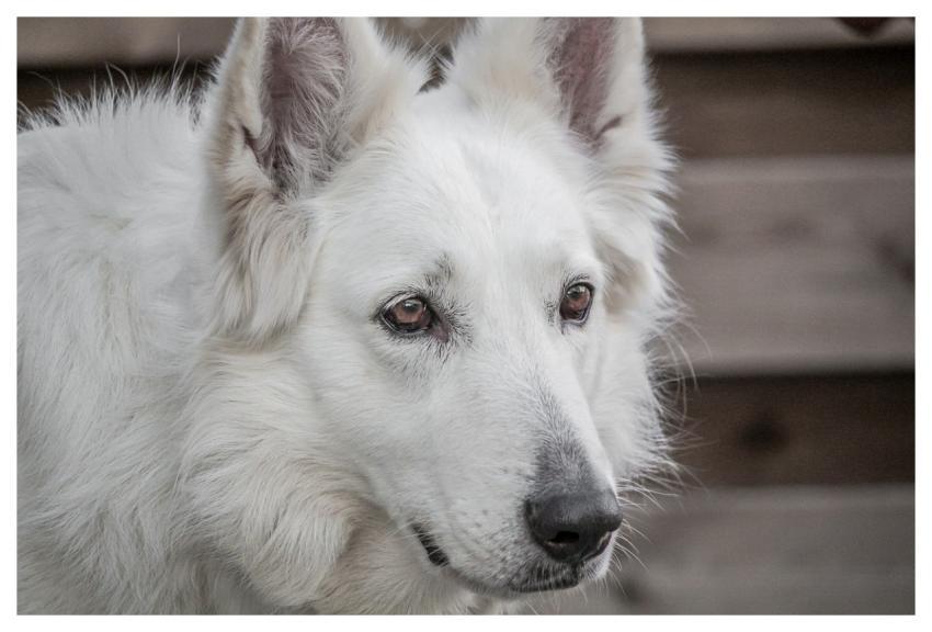 Dog Nature Shepherd Dog Shepherd