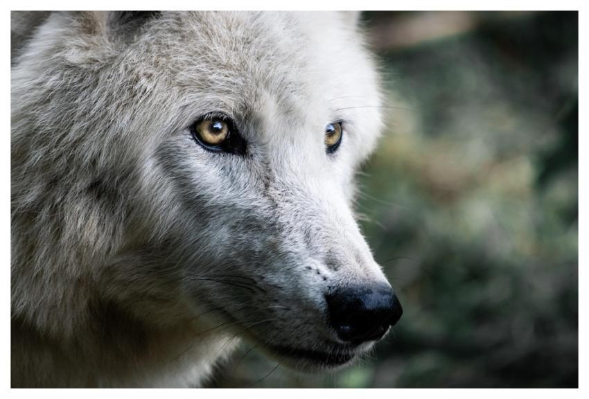 Wolf Predator Mammal Creature