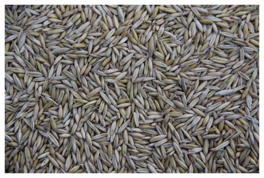 Cereal Grain Farming Harvest