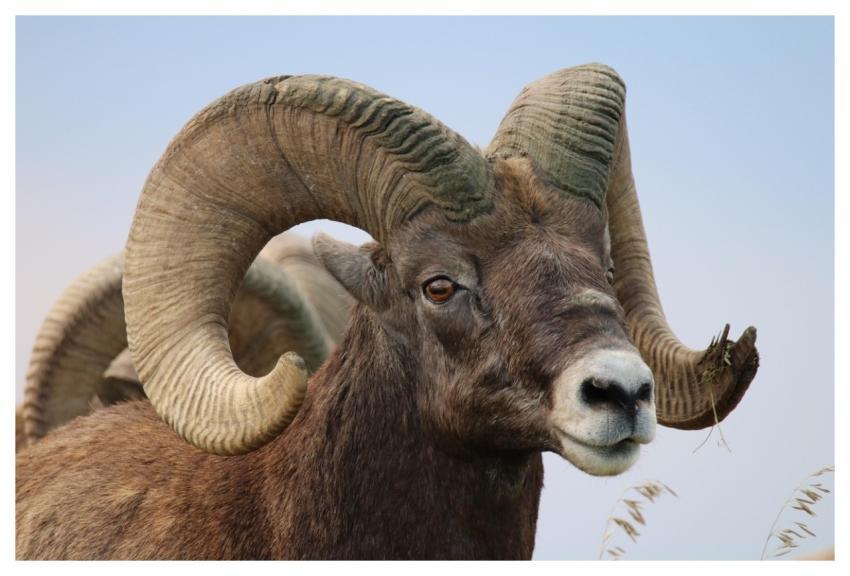 Wildlife Desert Bighorn Sheep Horns Animal