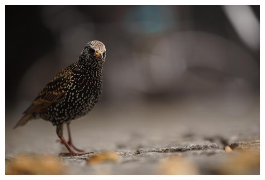 Bird Starling Ornithology Nature
