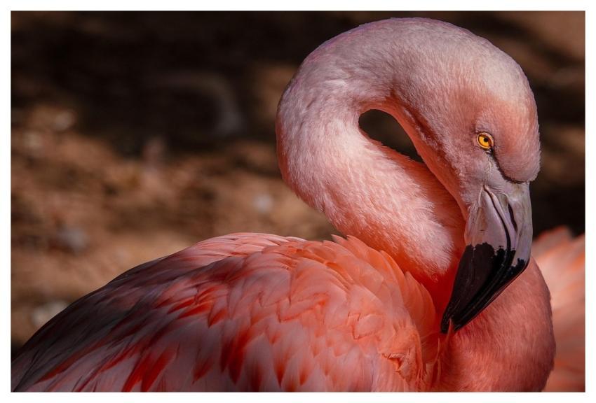 Bird Flamingo Ornithology Species