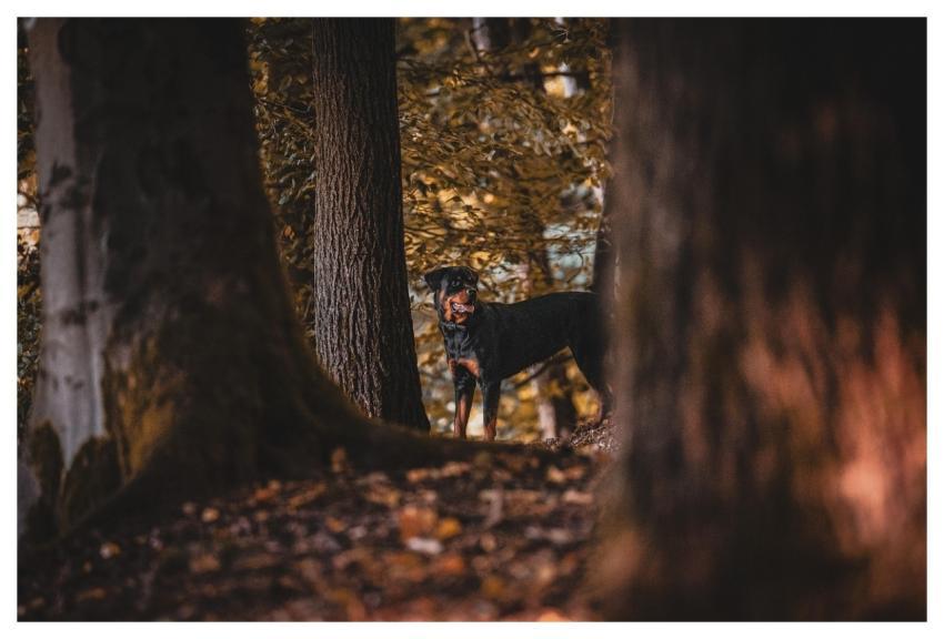 Rottweiler Dog Domestic Animal Forest