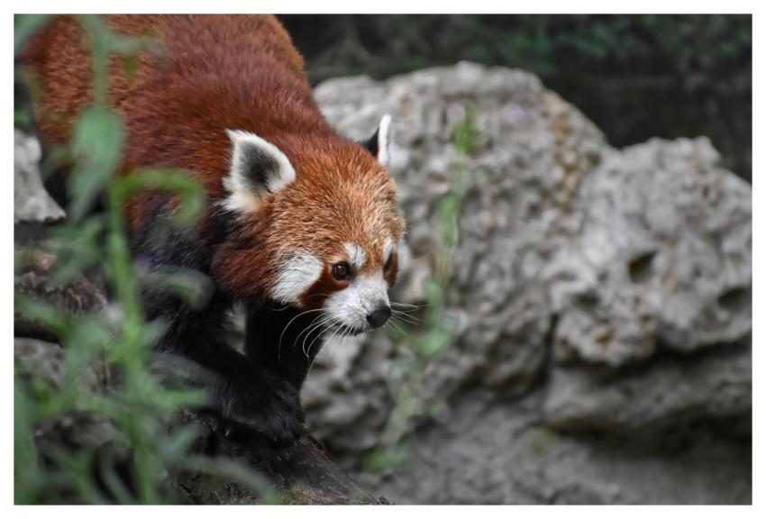 Animal Nature Red Panda Mammal