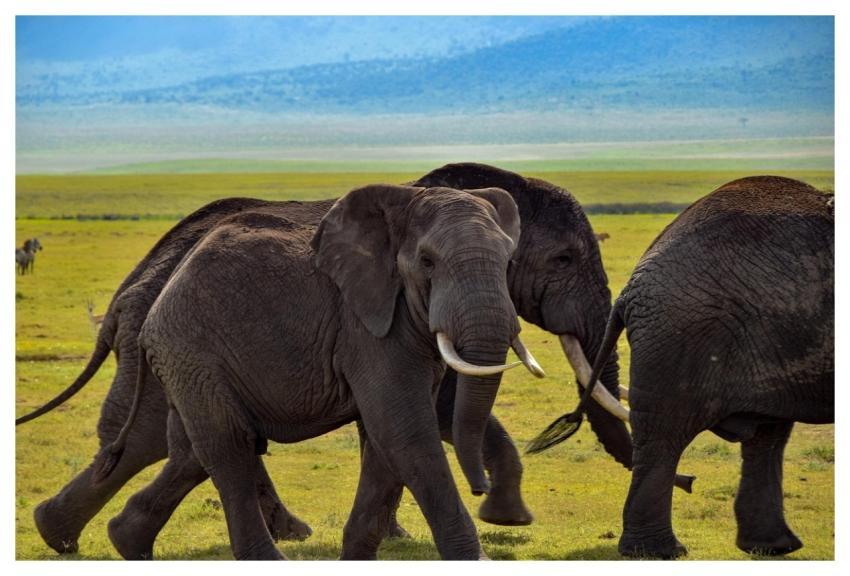 Elephant Wildlife Safari Africa