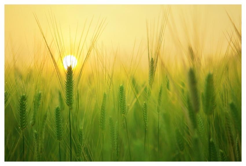Barley Field Wheat Agriculture Plow