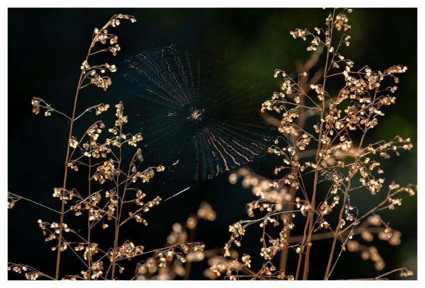 Spider Arachnid Plants Bush