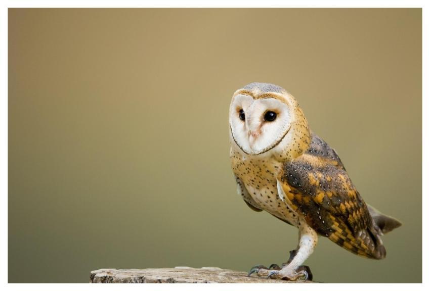 Barn Owl Bird Owl Perched