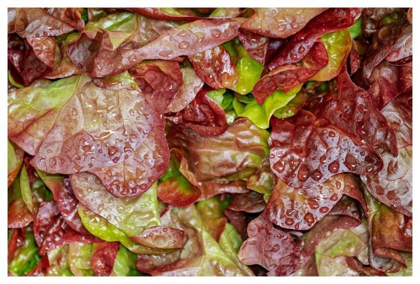 Lollo Rosso Cut Salad Salad Crisp
