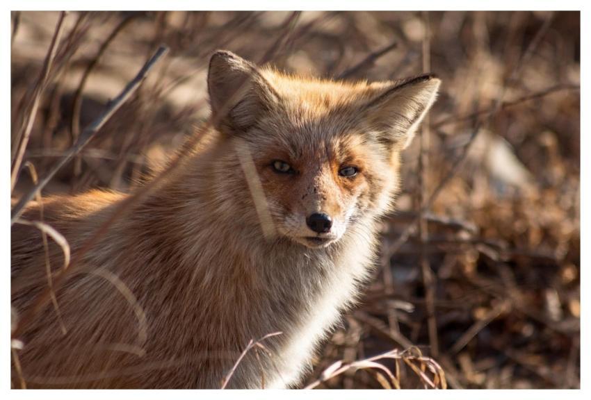 Animal Mammal Nature Fox