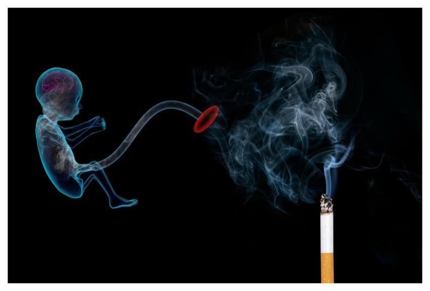 Tobacco Smoke Pregnancy Fetus