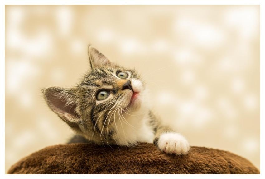 Kitten Nature Cat Pet