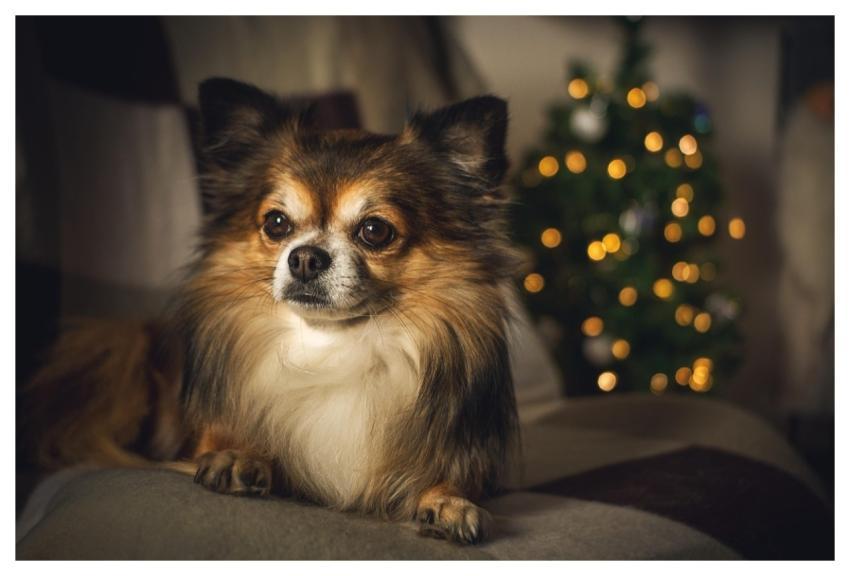 Chihuahua Dog Pet Canine