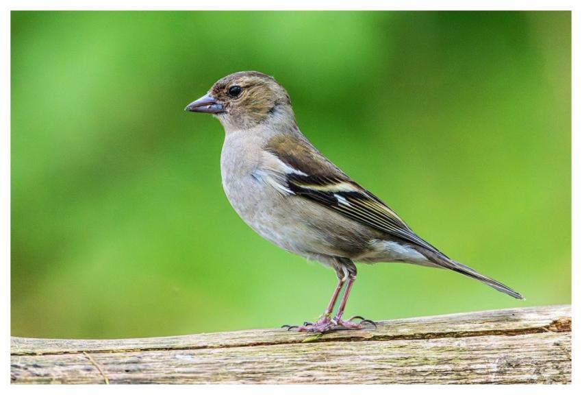 Bird Bird Watching Nature Background Hd Wallpaper