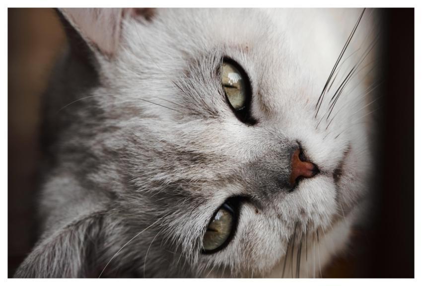 Kitten Cat Pets Nature