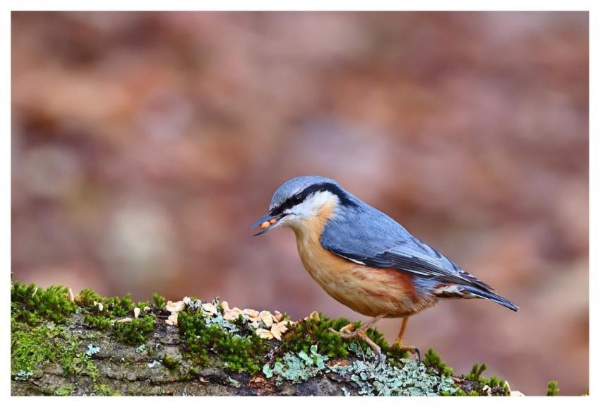 Nuthatch Bird Nature Wildlife