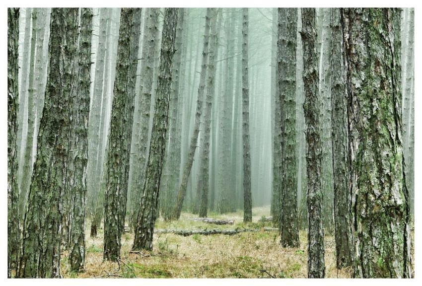 Forest Outdoors Wilderness Woods