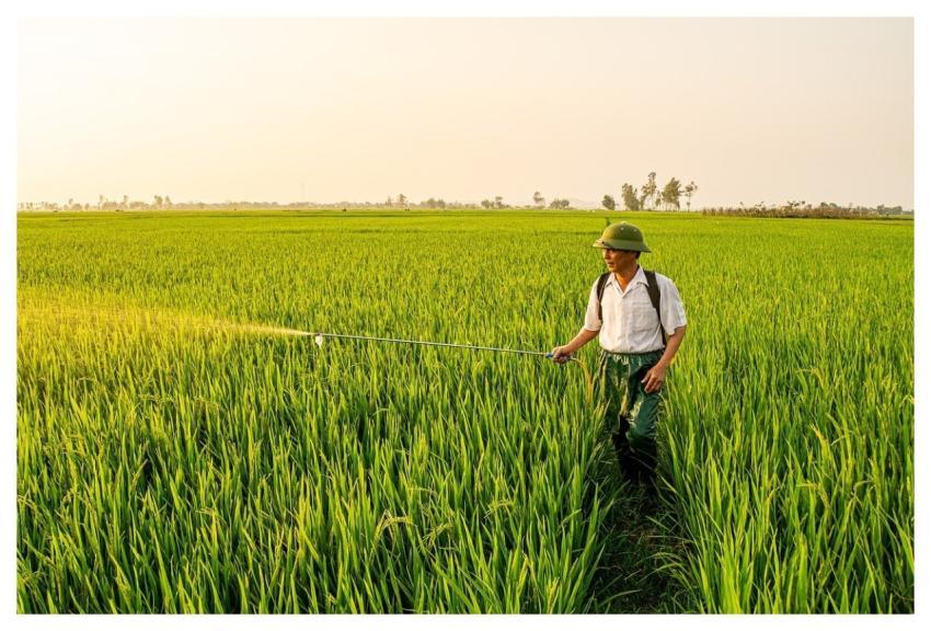 Agriculture Wheat Field Green