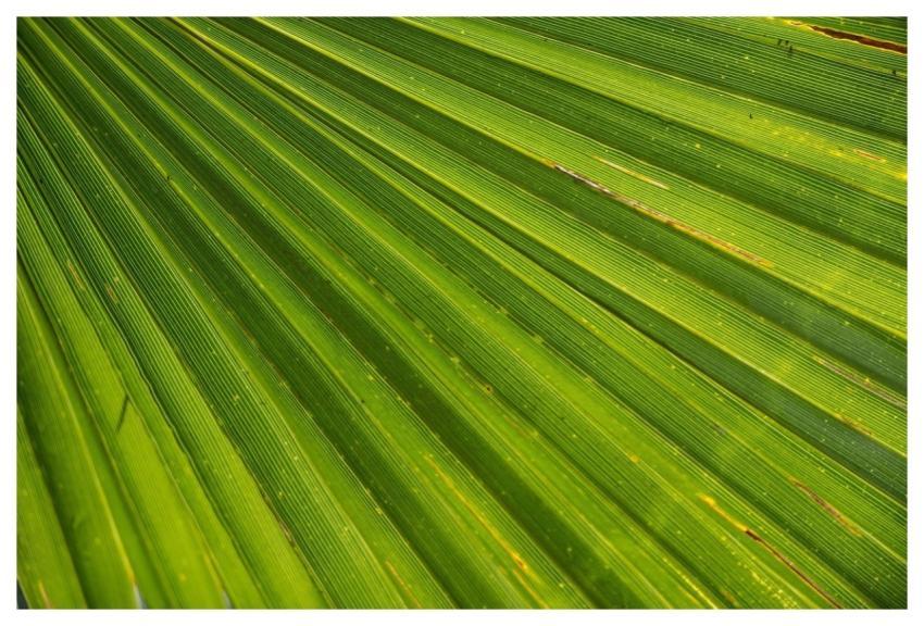Palm Tree Leaf James Palm Trees
