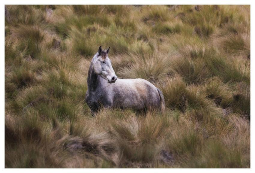Animal Mammal Horses Equine