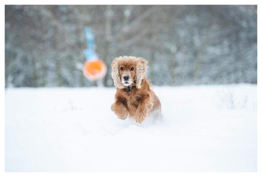 Cocker Spaniel Dog Play