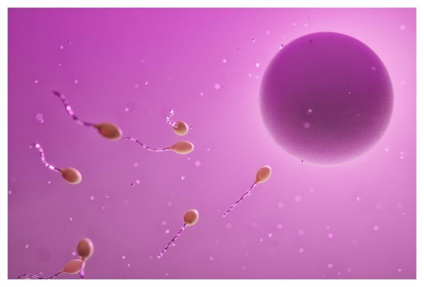 Ovum Sperm Fertilization Egg Cell