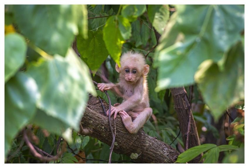 Baby Monkey Animal Tree Stump-Tailed Macaque