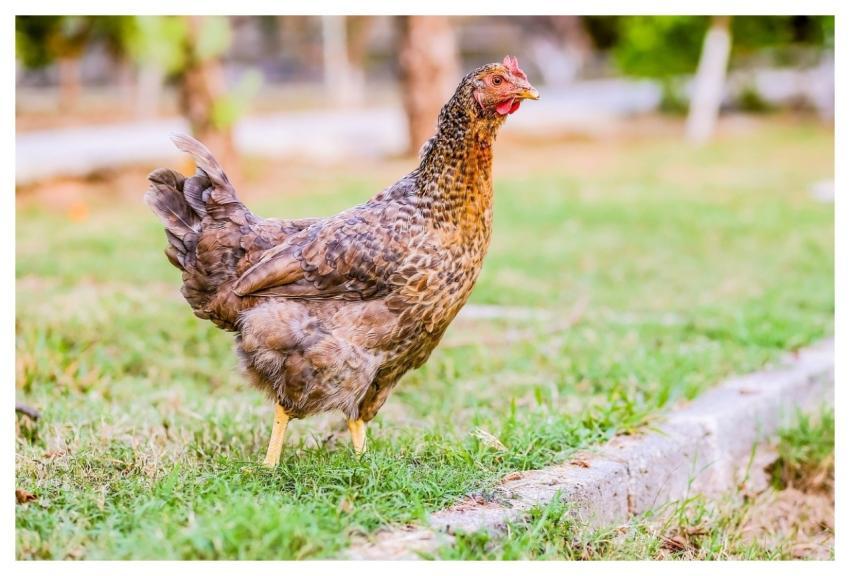 Hen Animal Nature Wildlife