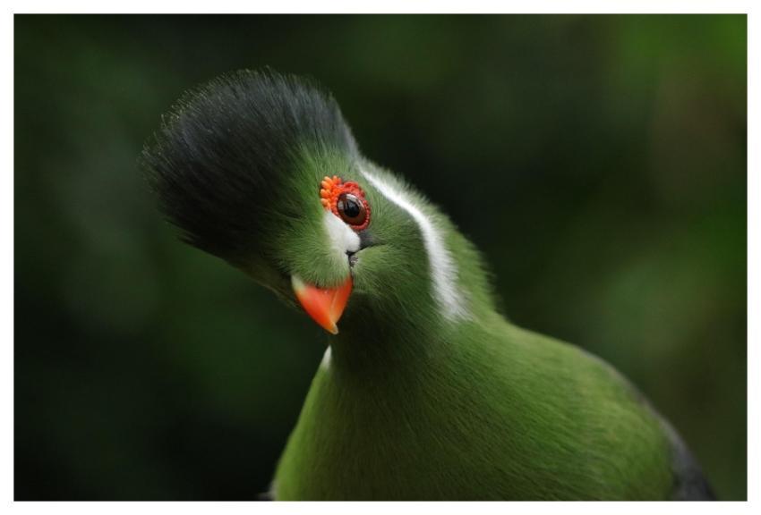 Bird White-Cheeked Turaco Tauraco Leucotis Exotic