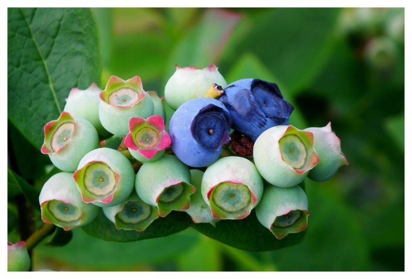 Bilberry American Fruit Garden